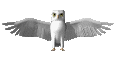 Harry potters white owl.